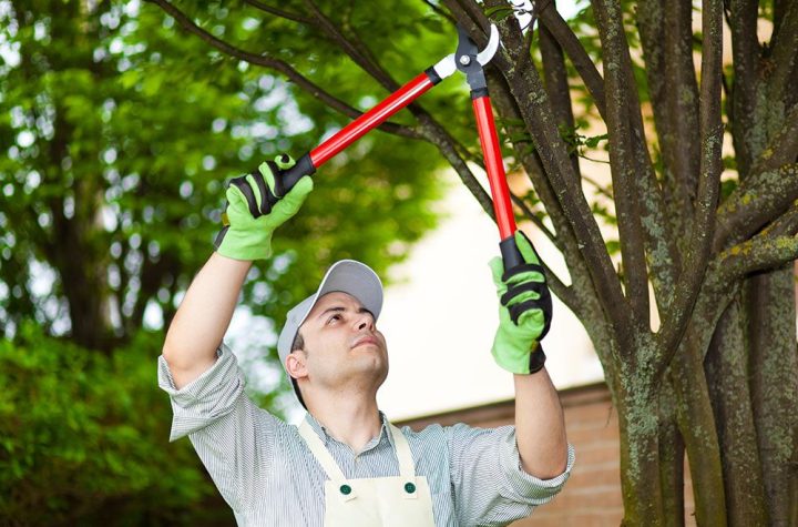 The Benefits of Arborist Tree Pruning: A Guide