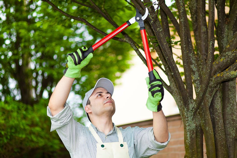 The Benefits of Arborist Tree Pruning: A Guide